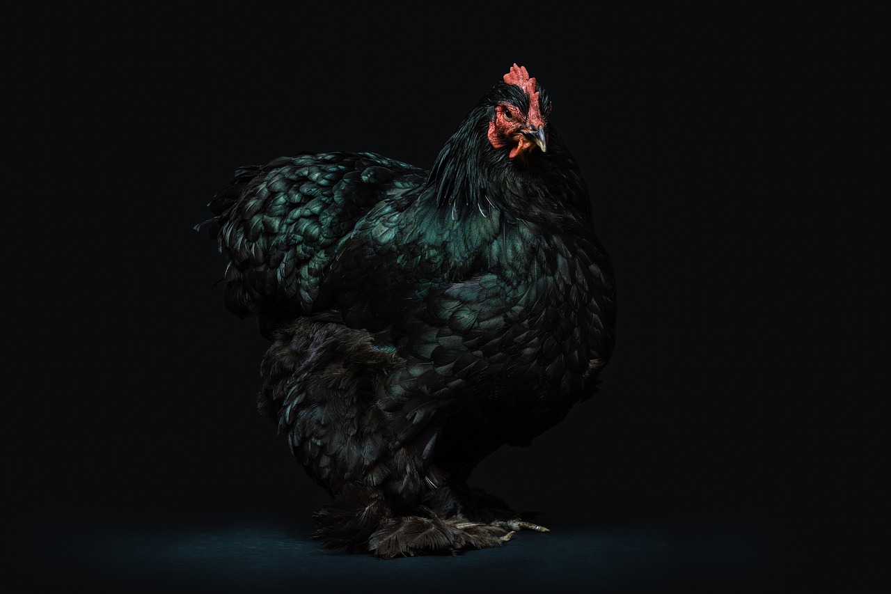 Hühner – Fleischrassen