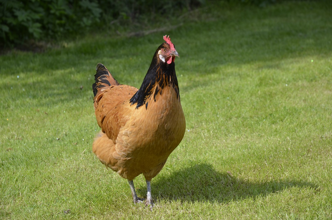 Hühner – Zweinutzungsrassen